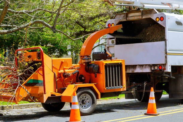 Best Root Management and Removal  in El Segundo, CA